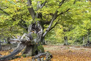 Old hute beech in autumn, Kellerwald
