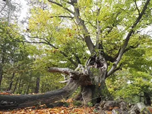 Old hute beech in autumn, Kellerwald