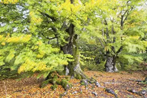 Old hute beeches in autumn, Kellerwald