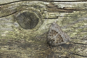 Old Lady Moth (Mormo maura), adult