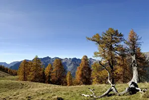 Old Larch trees (Larix) with alpine mountain range in background