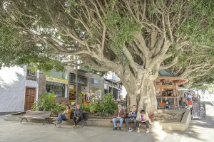 Old large laurel trees, street scene