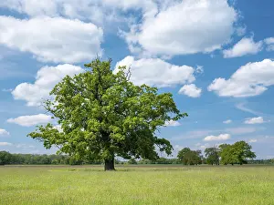 Old large solitary oak tree in a meadow in the Elbe meadows under blue sky with cumulus clouds