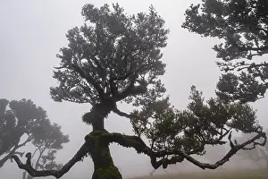 Old laurel forest, stinking laurel