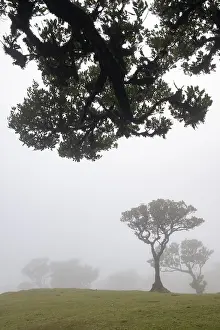 Old laurel forest, stinking laurel