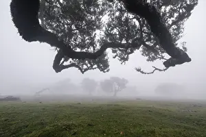 Old laurel forest, stinking laurel
