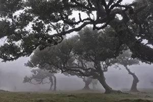 Old laurel forest, stinking laurel