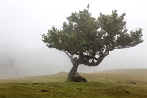 Old laurel tree in the mist, stinkwood (Ocotea foetens)