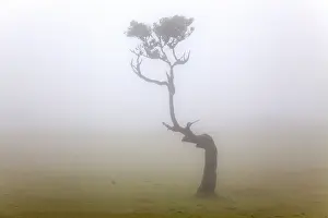 Old laurel tree in the mist, stinkwood (Ocotea foetens)