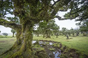 Framed Print : Old laurel trees in the Fanal fairy forest on the Paul da Serra plateau