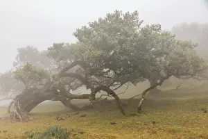 Old laurel trees in the mist, stink laurel (Ocotea foetens)