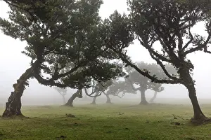 Old laurel trees in the mist, stinkwood (Ocotea foetens)