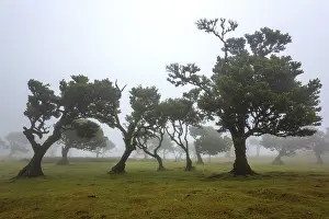 Old laurel trees in the mist, stinkwood (Ocotea foetens)