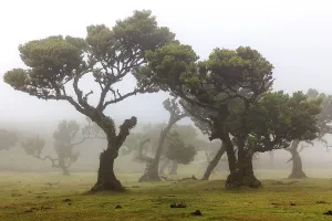 Old laurel trees in the mist, stinkwood (Ocotea foetens)