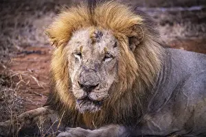 Old male lion (Panthera Leo) lying