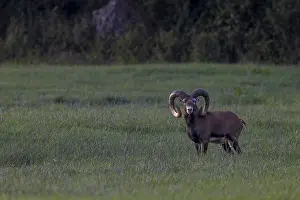 Old mouflon rams (Ovis gmelini) lead an erratic life
