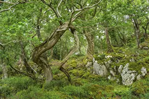 Old oak forest and moss, Glenveagh National Park