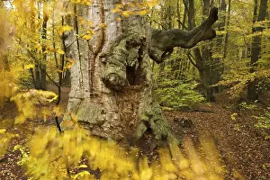 Old Oak (Quercus) in autumn, Urwald Sababurg primeval forest