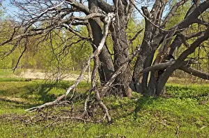 Old oak tree in a forest glade on a sunny spring day