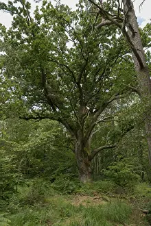 Very old oak tree in a German moor forest landscape with ferns