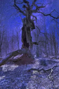 Old oak tree, Primeval forest Urwald Sababurg