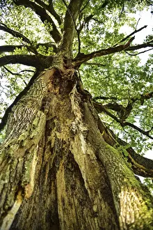 Old oak tree (Quercus) with split trunk