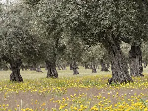 Old olive grove in spring, Extremadura