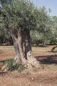 Old olive tree (Olea europaea), Morocco