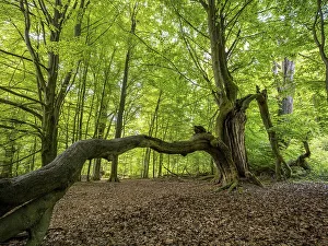 Old, partly bent beech (Fagus) trees in the primeval forest Sababurg