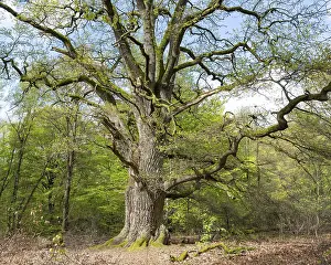 Old pedunculate oak (Quercus robur)