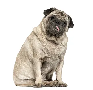 Old Pug sitting in front of white background