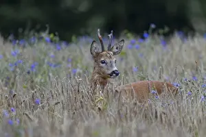A very old roebuck (Capreolus capreolus) in a barley field with cornflowers (Centaurea cyanus)