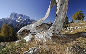 Old root in autumnal landscape