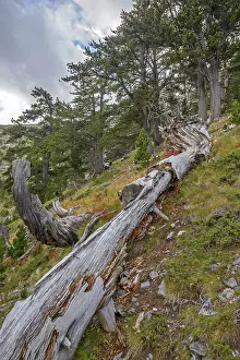 Framed Print : Old rotten fallen tree trunk in mountain forest near Olympus Framed Print : Old rotten fallen tree trunk in mountain forest near Olympus