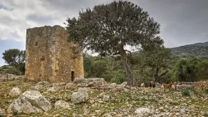 Old ruin and tree on rocky ground under cloudy sky