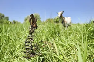 Old rusty metal rod sunk in the ground on the meadow