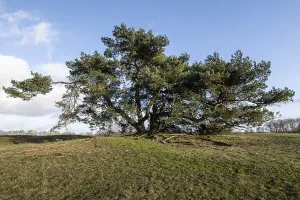 Old Scots pine (Pinus sylvestris)