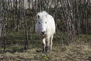 Old Shetland Pony