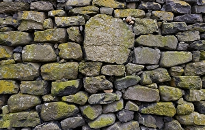 Category Scandinavia Prints: Old stone wall, Tjoernuvik or Tjornuvik