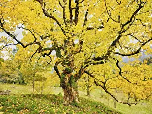 Old sycamore maple (Acer pseudo plantanus)