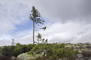 Old Tjikko, 9, 550 year-old Norway spruce (Picea abies) on Fulufjaellet Mountain