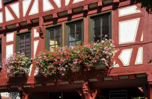 Old town in Besigheim, red hanging geraniums