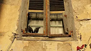 Old town of Nauplion, Two doves on an old