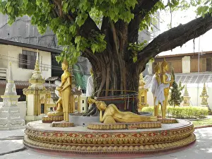 Old tree with Buddha statue, Wat Hai Sok temple