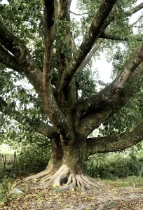 Old tree, Diyun, Arunachal Pradesh, India