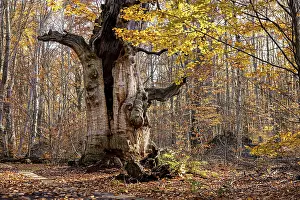 Old tree with sprawling branches in autumn forest