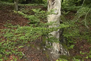 Old tree, tree, forest, old, spring