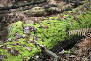 Old tree trunk