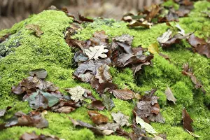 Old tree trunk
