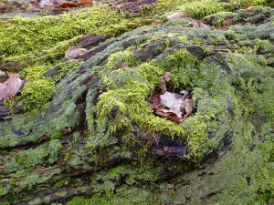 Old tree trunk overgrown with moss in deciduous forest